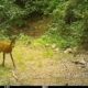 Isard