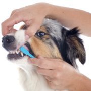 Es necessari raspallar les dents dels gossos?