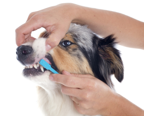 Es necessari raspallar les dents dels gossos?