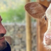 L'Ismael al costat d'una vedella