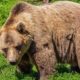 El oso pardo