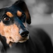 Zaragoza regula el funcionamiento del Centro Municipal de Protección Animal, que acoge 110 animales perdidos o abandonados