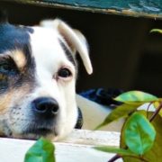 Alerten de nous casos d’enverinament d’animals al districte de Sant Andreu