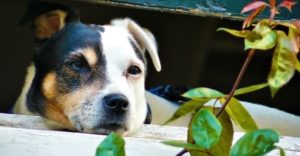 Alerten de nous casos d’enverinament d’animals al districte de Sant Andreu