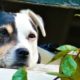 Alerten de nous casos d’enverinament d’animals al districte de Sant Andreu
