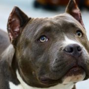 El Gobierno español plantea una nueva normativa que pondría fin a la lista de razas de perro potencialmente peligrosas para llevar a cabo en su lugar un mecanismo de validación de comportamiento de cada animal