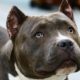 El Gobierno español plantea una nueva normativa que pondría fin a la lista de razas de perro potencialmente peligrosas para llevar a cabo en su lugar un mecanismo de validación de comportamiento de cada animal