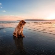 Playas para perros Islas Baleares