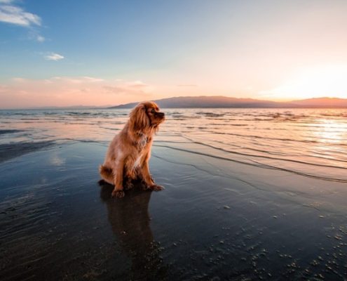 Playas para perros Islas Baleares