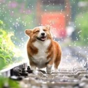 Consejos de nutrición para animales esta primavera