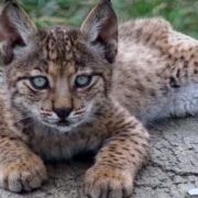 lince ibérico