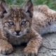 lince ibérico