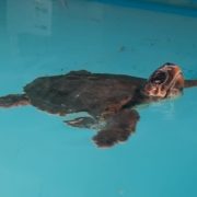MITECO-Tortuga boba