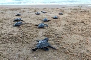 imagen de tortugas bobas Animalados