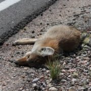 Zorro en la carretera