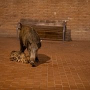 Senglars als entorns urbans de Barcelona