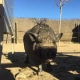 Un porc al refugi de les Set Cabretes