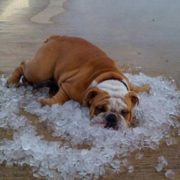 golpe de calor perro