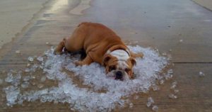 golpe de calor perro