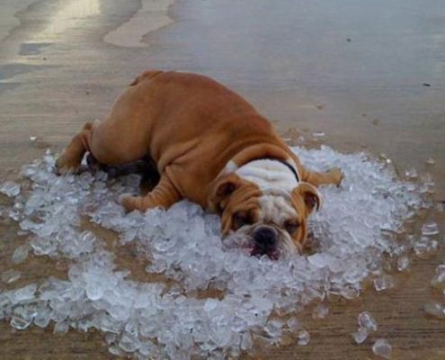 golpe de calor perro