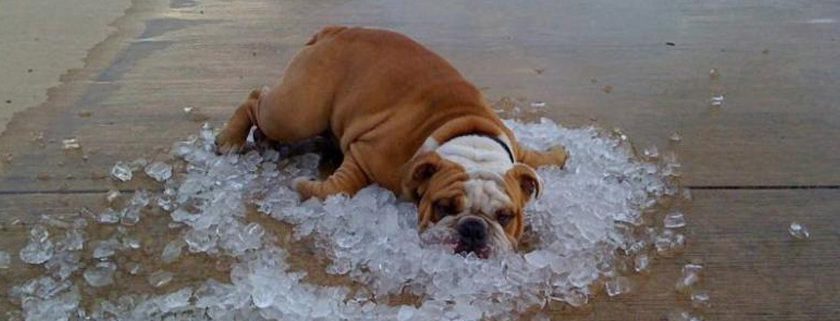 golpe de calor perro