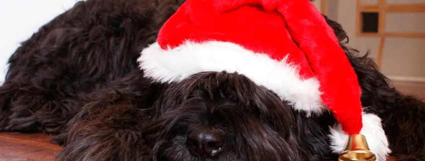 Perro solo en casa con goro de navidad papá noel