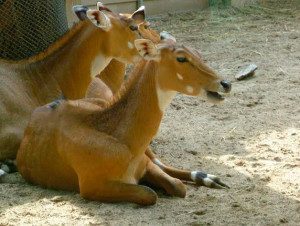 sacrificar animals zoo barcelona