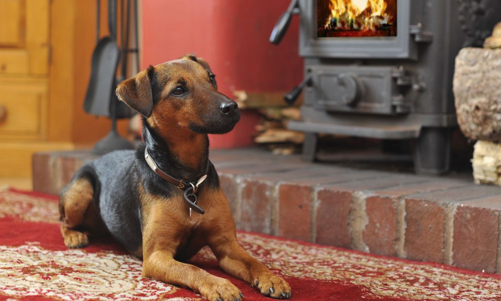 casas rurales mascotas