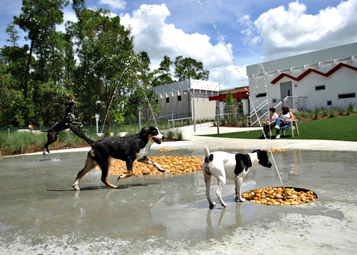 Los 8 mejores parques para perros y pipicanes de Barcelona y