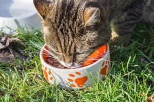 gato, medio ambiente, sobrepoblación