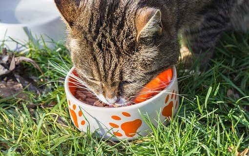 gato, medio ambiente, sobrepoblación