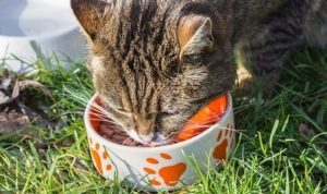 gato, medio ambiente, sobrepoblación