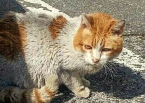 Gato de una colonia felina controlada por Katubihotz