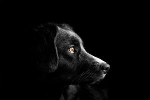 coronavirus, perros