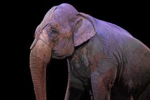 elefante, circo