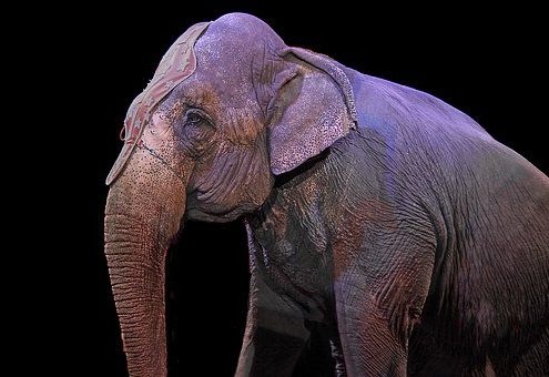 elefante, circo