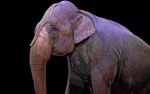 elefante, circo
