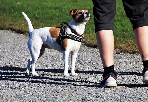 Perro, paseo