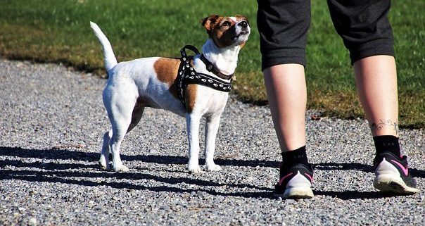 Perro, paseo