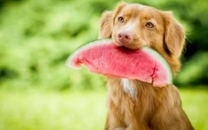 frutas, perros