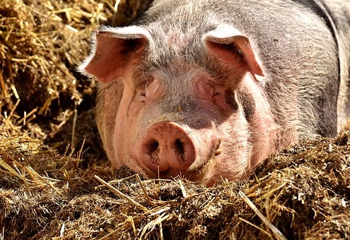 Porc, Girona