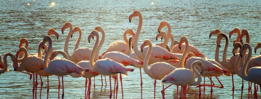 Flamencos, Torrevieja