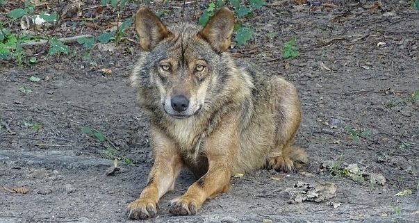 Lobo, Lobo Marley