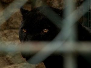 Pantera negra en Granada