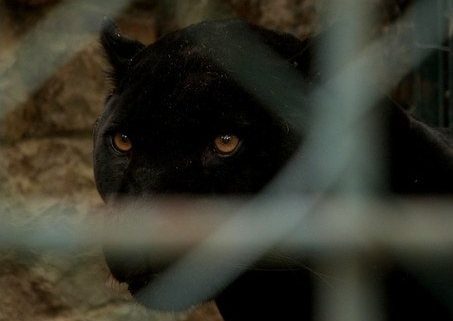 Pantera negra en Granada