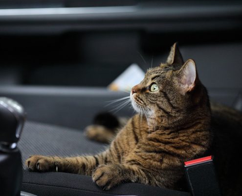 Consejos para viajar con el gato en coche