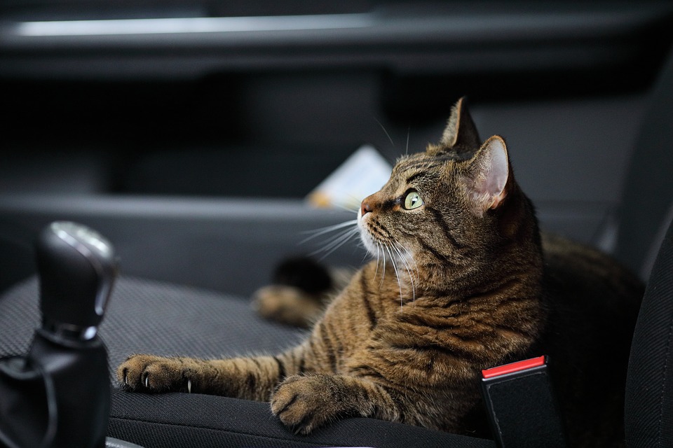 Consejos para viajar con el gato en el coche - Animalados