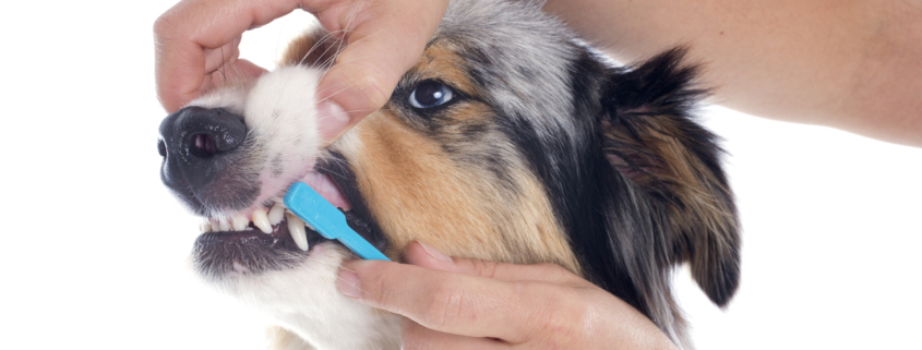 Es necessari raspallar les dents dels gossos?
