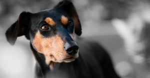 Zaragoza regula el funcionamiento del Centro Municipal de Protección Animal, que acoge 110 animales perdidos o abandonados