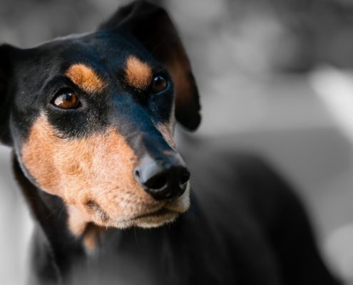 Zaragoza regula el funcionamiento del Centro Municipal de Protección Animal, que acoge 110 animales perdidos o abandonados